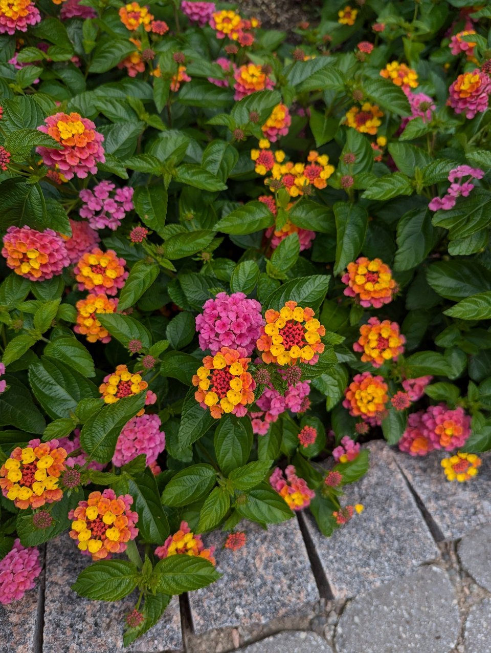 Λαντάνες / Φωτογραφία: shutterstock 