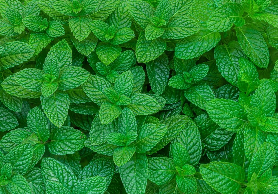  &nbsp;Μέντα / Φωτογραφία: Shutterstock 