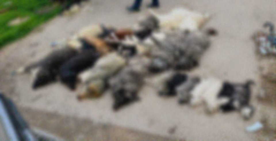 Η φωτογραφία των νεκρών σκύλων που δημοσίευσε ο Δήμος Πολυγύρου