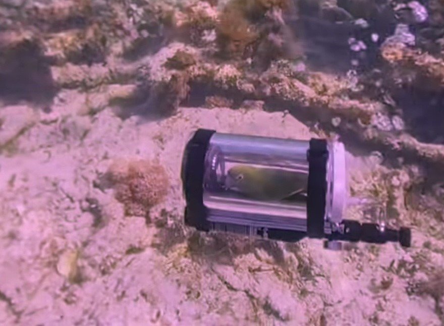 Η Μπέμπε, ο παπαγάλος, μέσα στο μίνι υποβρύχιο 