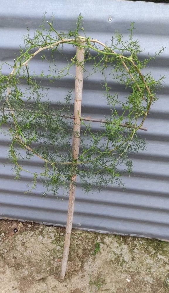 Ο σταυρός με τη σπαραγγιά (αγκαθωτός θάμνος)