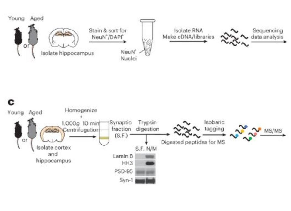  Πειράματα σε εγκεφάλους ποντικών / Φωτογραφία: Πανεπιστήμιο Καλιφόρνιας 