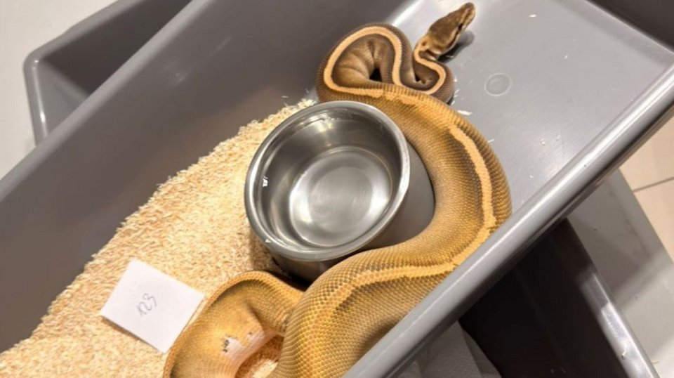 Πύθωνας / Φωτογραφία: TVP World 