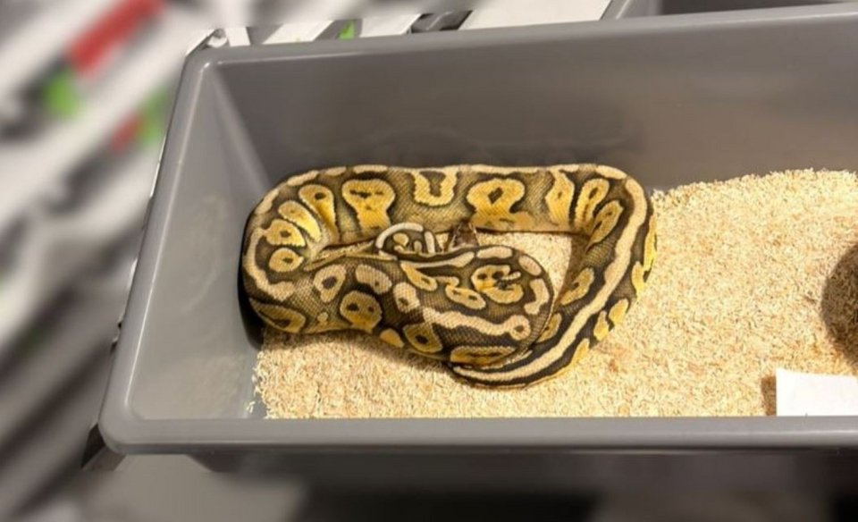 Βόας / Φωτογραφία: TVP World 