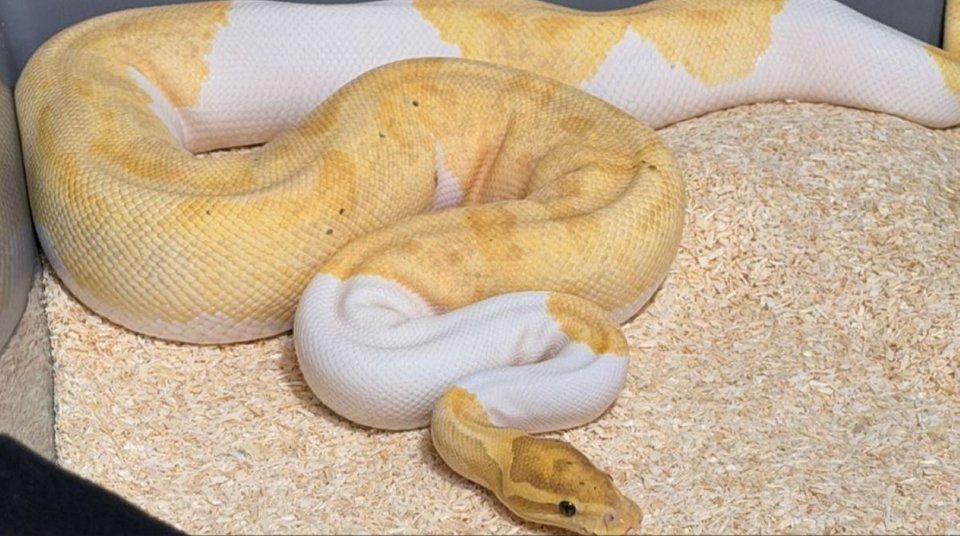 Πύθωνας / Φωτογραφία: TVP World 