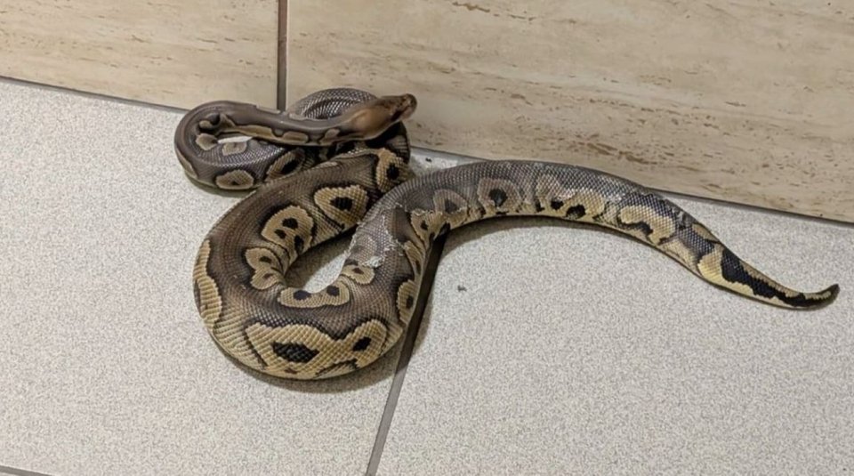 Βόας / Φωτογραφία: TVP World 