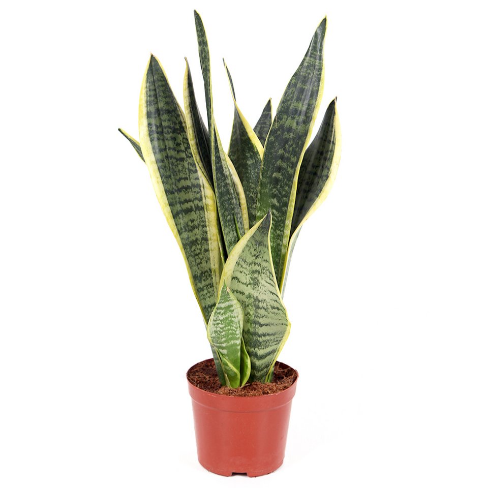 Σανσιβερία