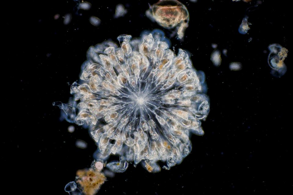 Tροχόζωο / Φωτογραφία:Shutterstock 