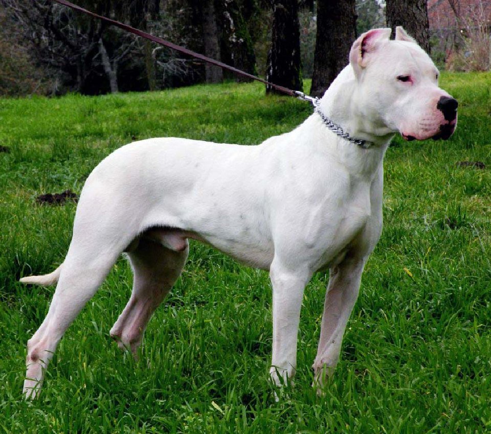 Σκύλος ράτσας Dogo Argentino 
