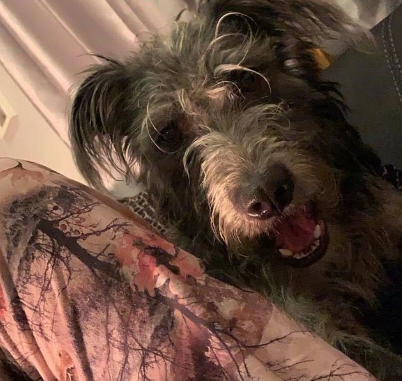 Ο σκύλος της οικογένειας