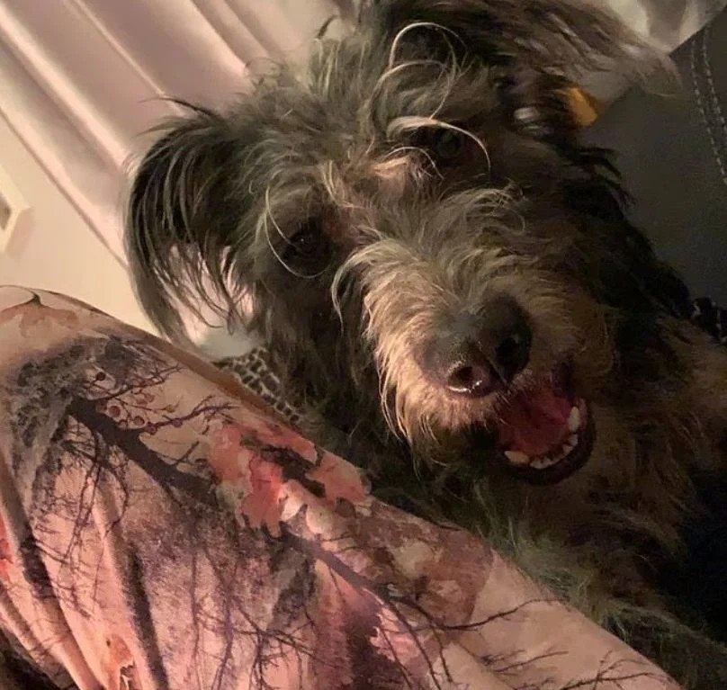 Η 7χρονη Σάι που σκότωσε την 19χρονη ιδιοκτήτριά της 