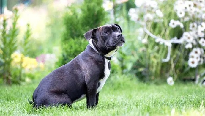 Staffordshire Bull Terrier