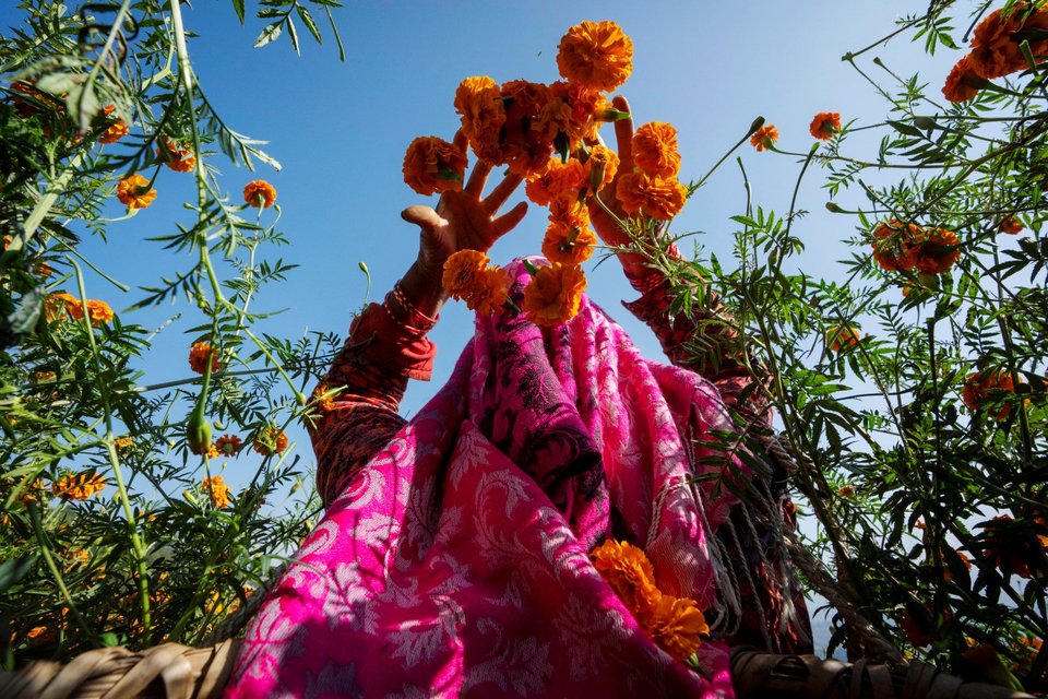  &nbsp;Χρυσάνθεμα/ Φωτογραφία: AP