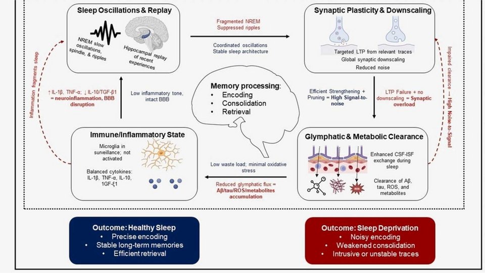 ΠΗΓΗ: IBRO Neuroscience Reports