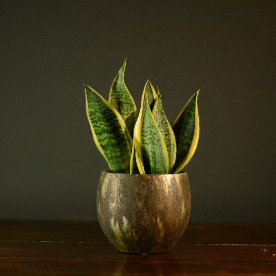 Σε αυτό το πλαίσιο, η sansevieria ή «φυτό-φίδι» κατέχει μια ξεχωριστή θέση / UNSPLASH