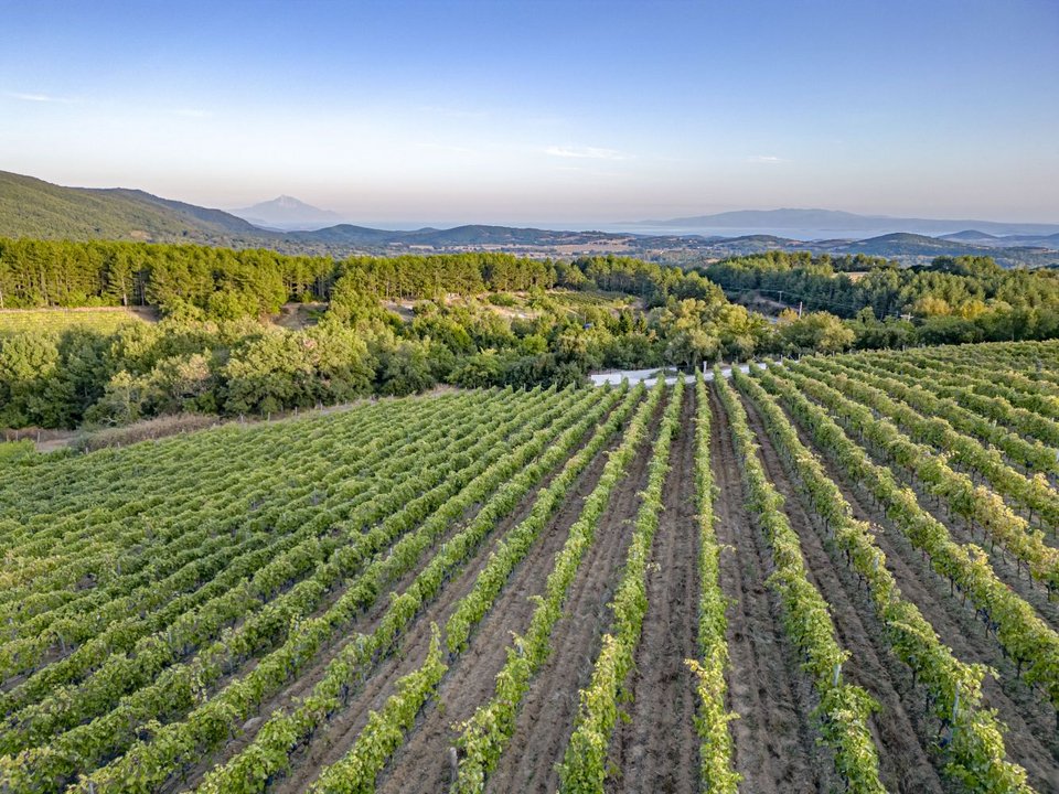 Akrathos winery, Χαλκιδική 