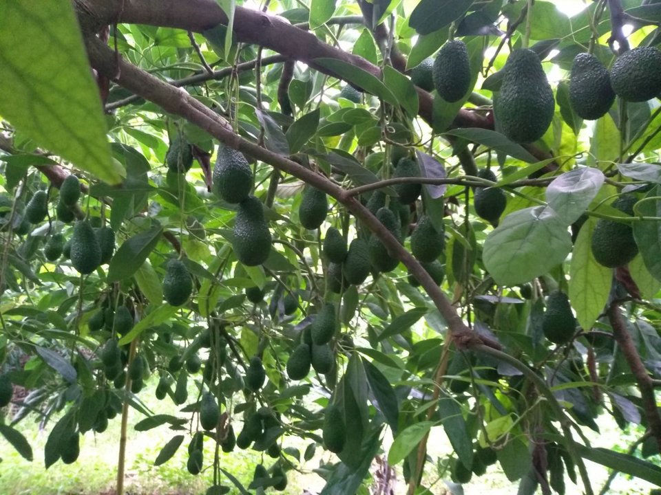 Η μέση παραγωγή εκτιμάται περίπου στους 1,2 τόνους ανά στρέμμα αλλά οι αποδόσεις δεν είναι ίδιες παντού