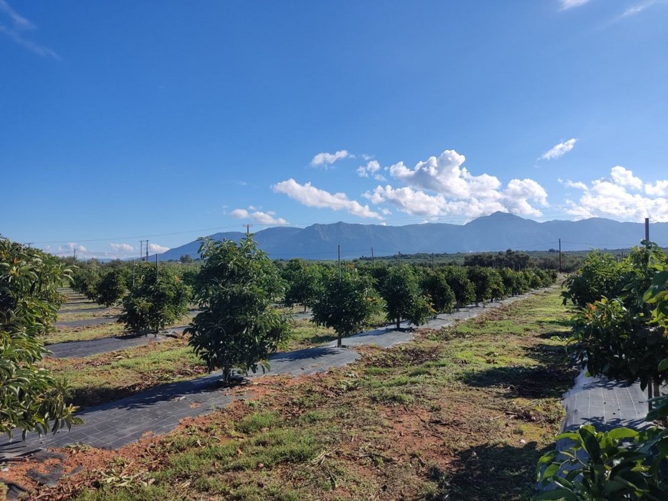 Καλλιέργεια αβοκάντο