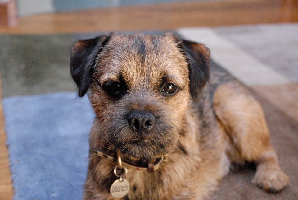 Σκύλος ράτσας Border Terrier