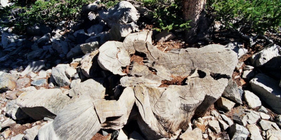 Ότι απέμεινε από τον «Προμηθέα» στο εθνικό πάρκο «Great Basin» των ΗΠΑ / Φωτογραφία: James R Bouldin / Wikimedia Commons 