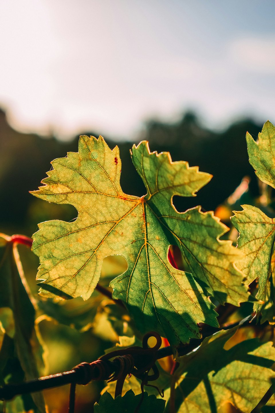 Φωτογραφία: Unsplash
