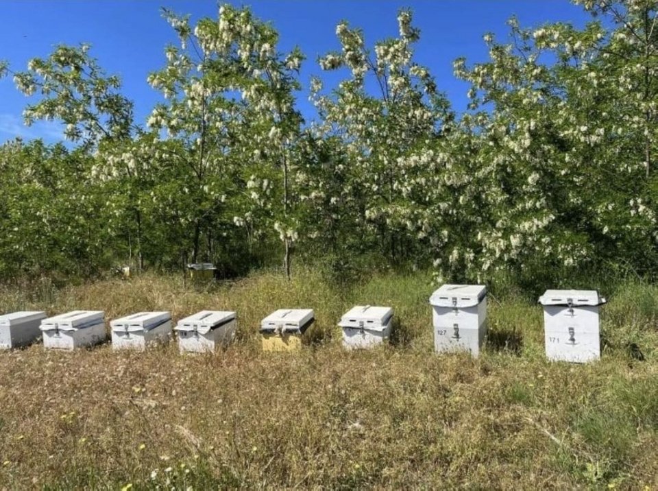 Η μελισσοκομία της Χαλκιδικής 