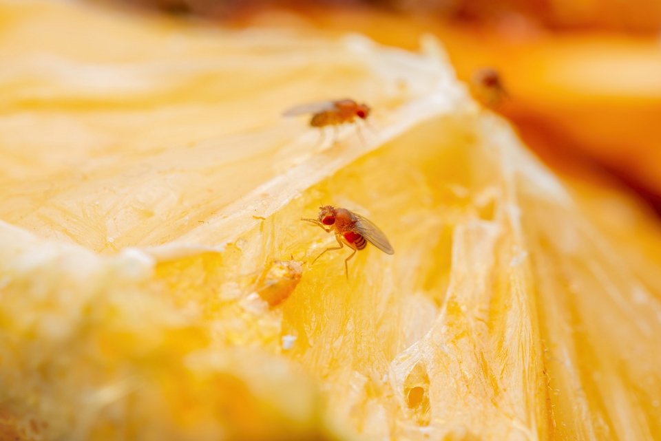 Μύγα Φρούτων / Φωτογραφία: Shutterstock
