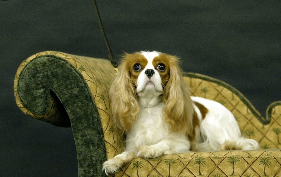 Cavalier King Charles Spaniel