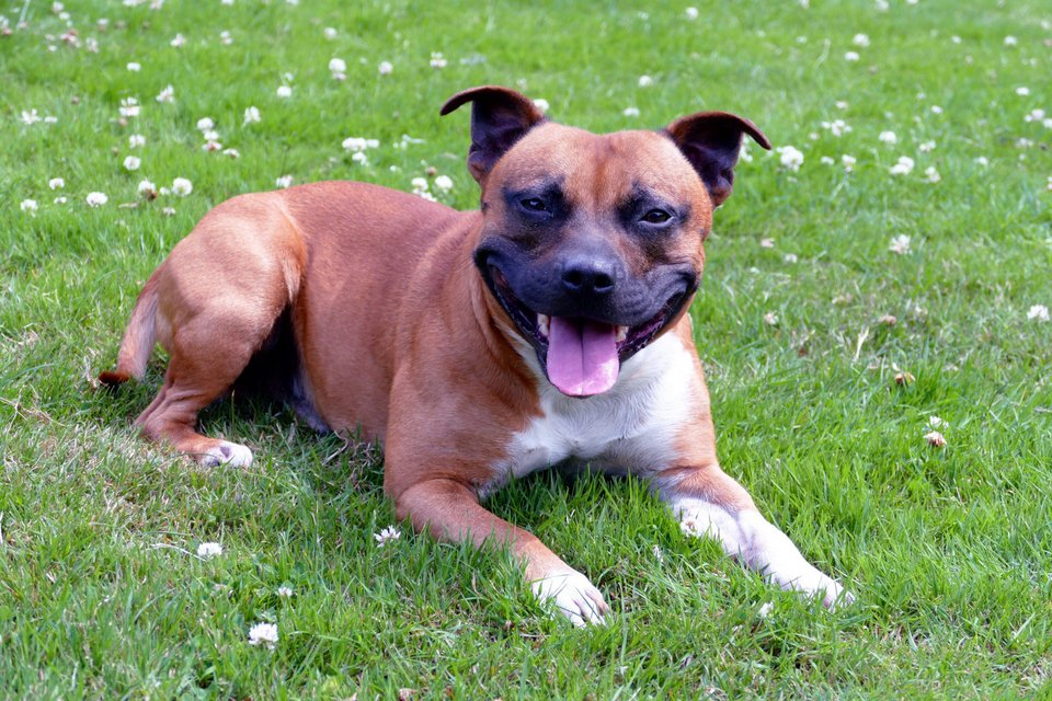 Σκύλος Staffordshire Bull Terrier 