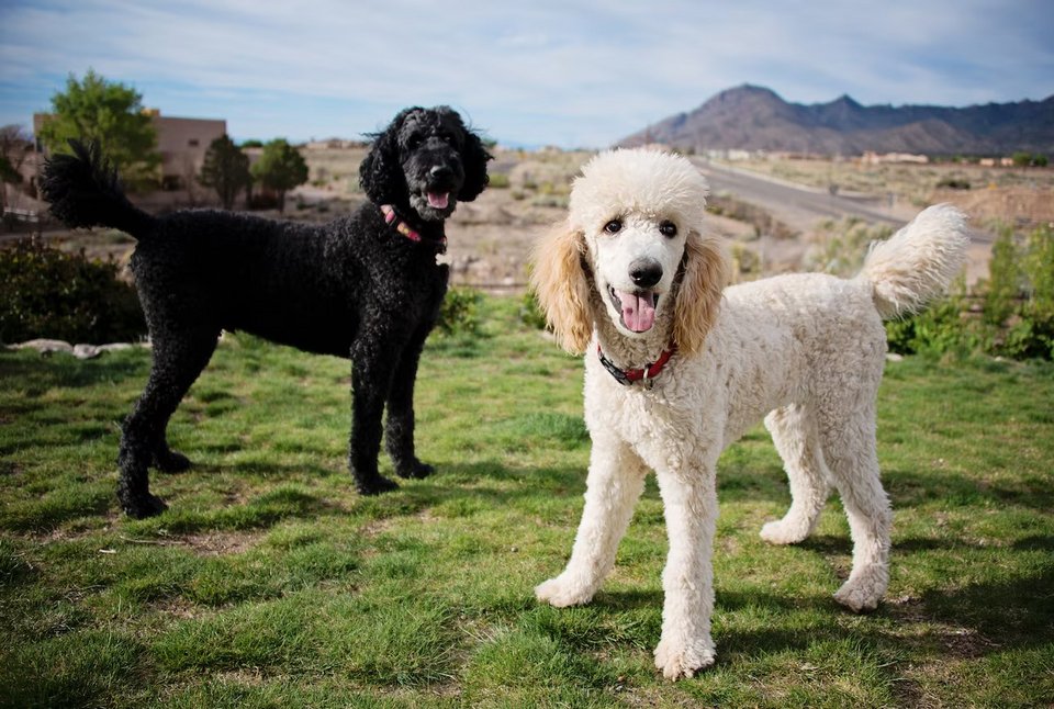 Σκυλιά Standard Poodle