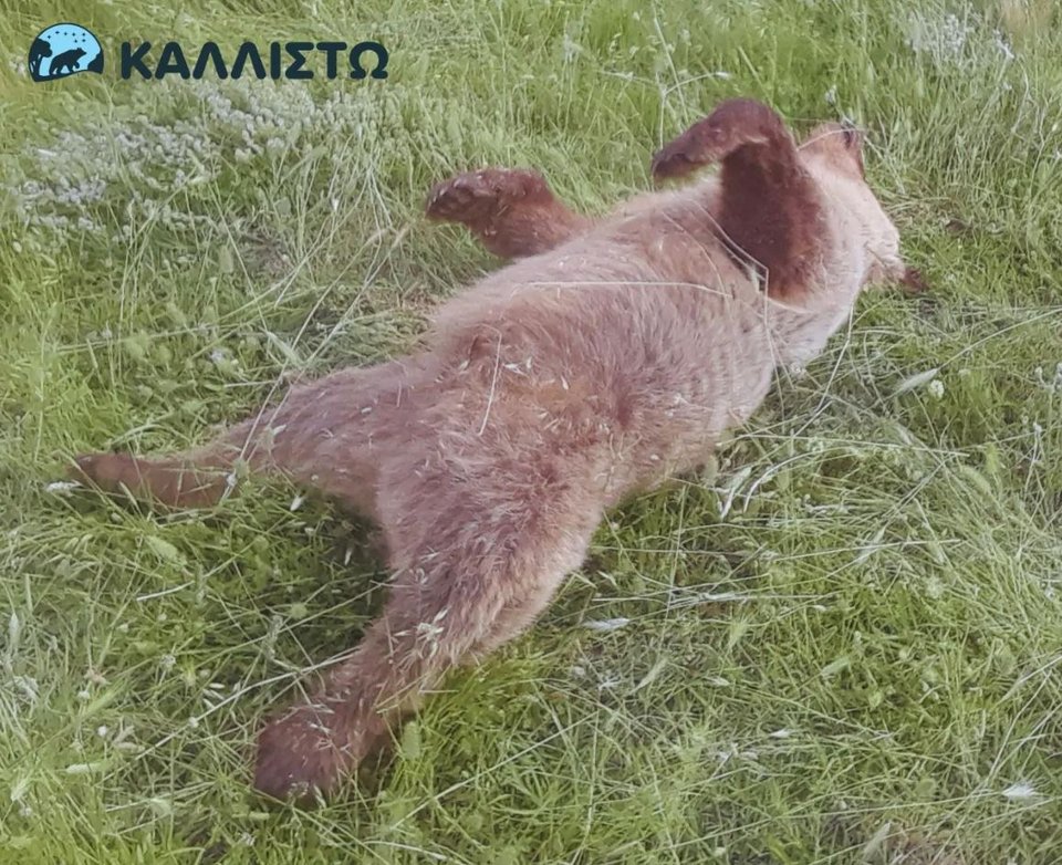 Το αρκουδάκι που βρέθηκε νεκρό με 3 σφαίρες στο κεφάλι