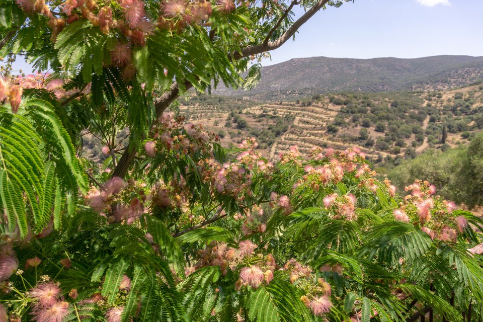 Ακακία στο ελληνικό τοπίο / Shutterstock