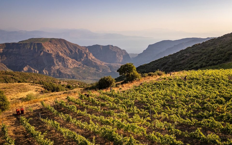 Η ανάδειξη του ορεινού αμπελώνα και του terroir της Ορεινής Αιγιαλείας
