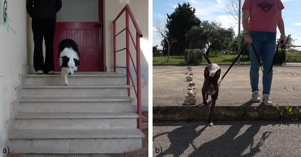 Οι επιστήμονες δημιούργησαν τεστ για να δείτε αν ο σκύλος σας είναι «δεξιόποδος» ή «αριστερόποδος»