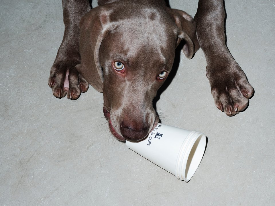 Pets &amp; Cups / Φωτογραφίες: Γιώργος Καπλανίδης