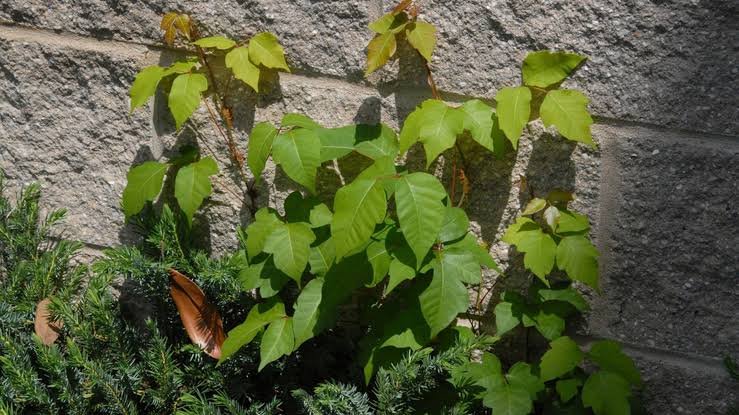 Πρόκειται για ένα αναρριχώμενο φυτό με ταχύτατη ανάπτυξη, το οποίο μπορεί να εξαπλωθεί ανεξέλεγκτα και να καταπνίξει θάμνους και άλλα καλλωπιστικά φυτά / WIKIPEDIA