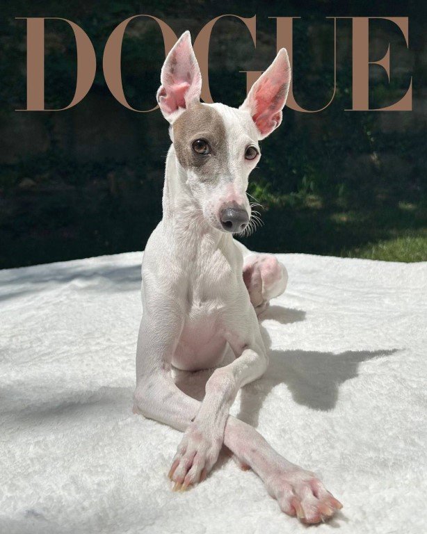  Ο Sir Spud είναι ο μεγάλος νικητής του διαγωνισμού Dogue 2026 