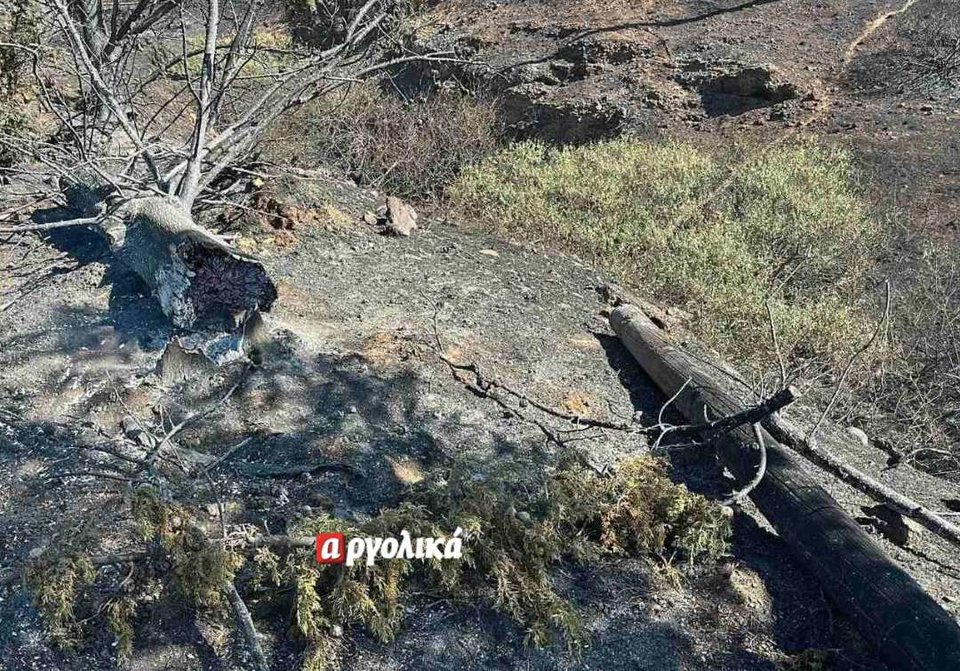 Καμμένος κορμός δέντρου καταπλάκωσε υπάλληλο συνεργείου του ΔΕΔΔΗΕ στην Αργολίδα