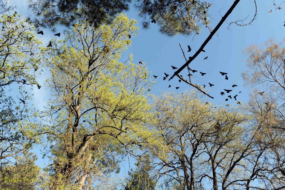 Σε εφαρμογή πρόγραμμα για να απομακρυνθούν τα χαβαρόνια από διάφορα σημεία της πόλη, τα εν λόγω πουλιά μπορεί να μεταφέρουν επικίνδυνες ασθένειες για τα ζώα και τον άνθρωπο