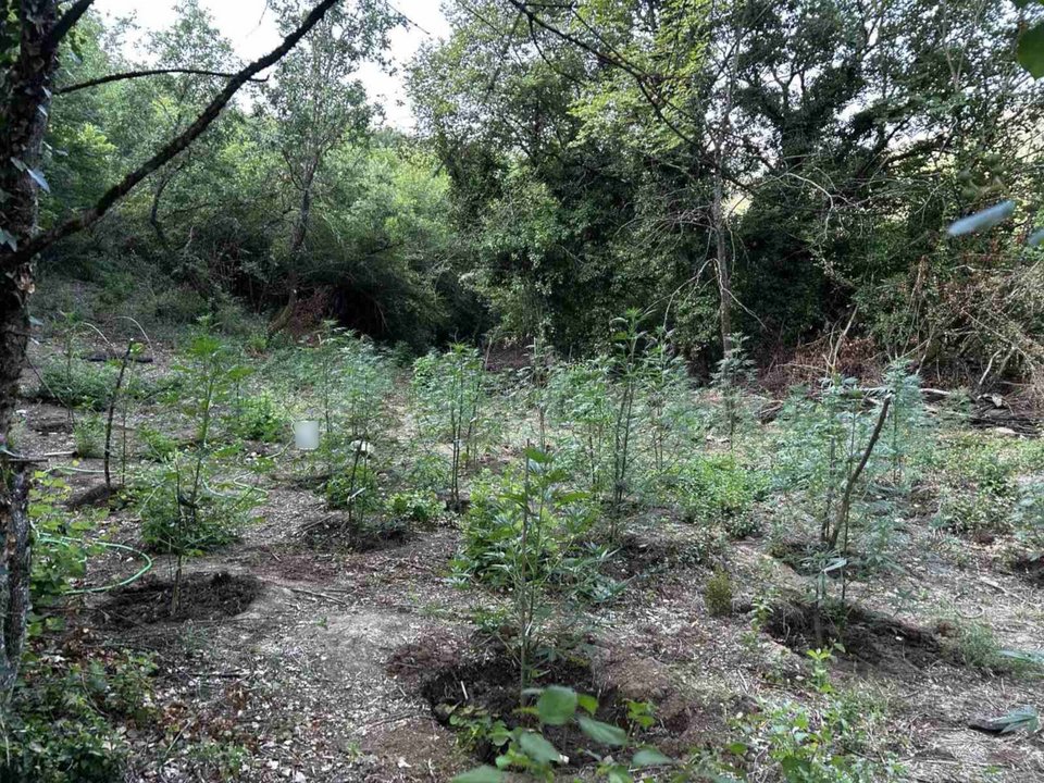 Φυτεία με περισσότερα από 2.000 δενδρύλλια κάνναβης εντοπίστηκε σε δύσβατη δασική περιοχή στη Φθιώτιδα