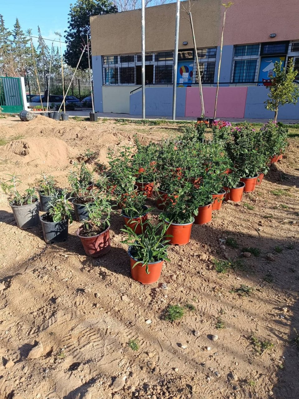 Συνολικά, πράσινες παρεμβάσεις πραγματοποιήθηκαν σε 43 σχολικές αυλές, σε όλες τις δημοτικές κοινότητες της Αθήνας
