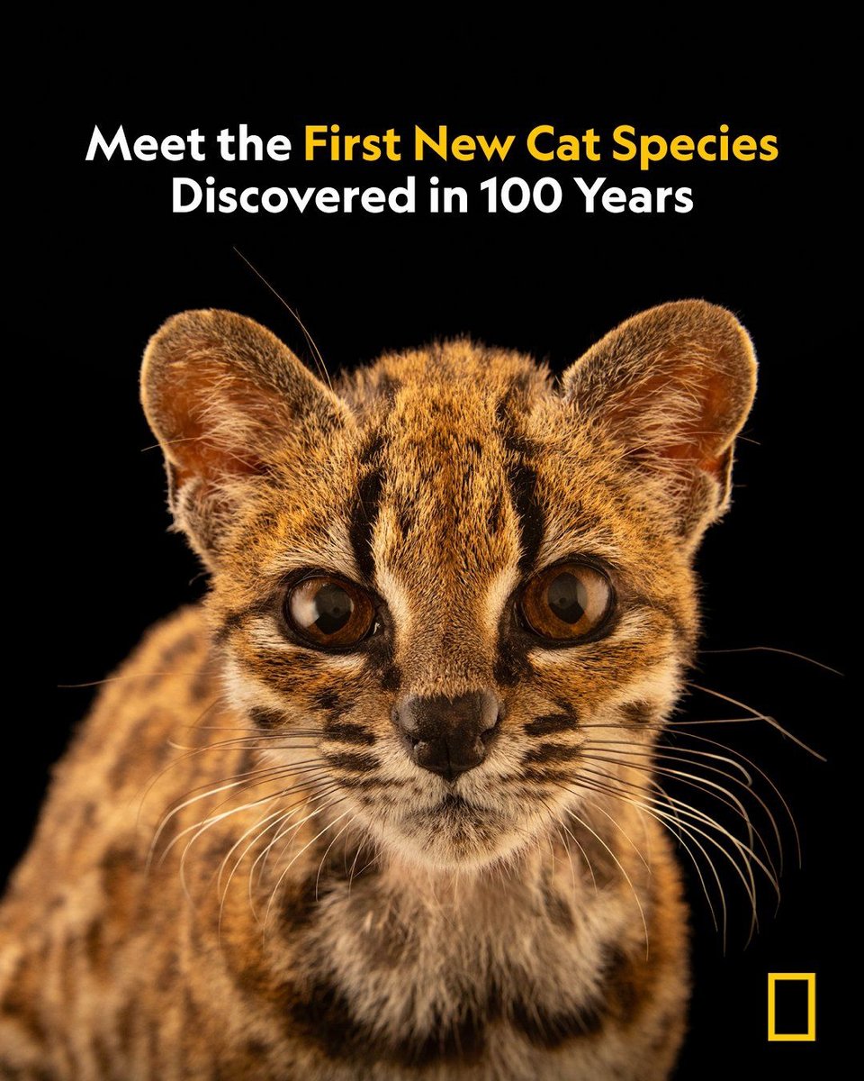 H «λεοπάρντους τιλκάγιο» (leopardus tilcayo) - Instagram National Geographic UK