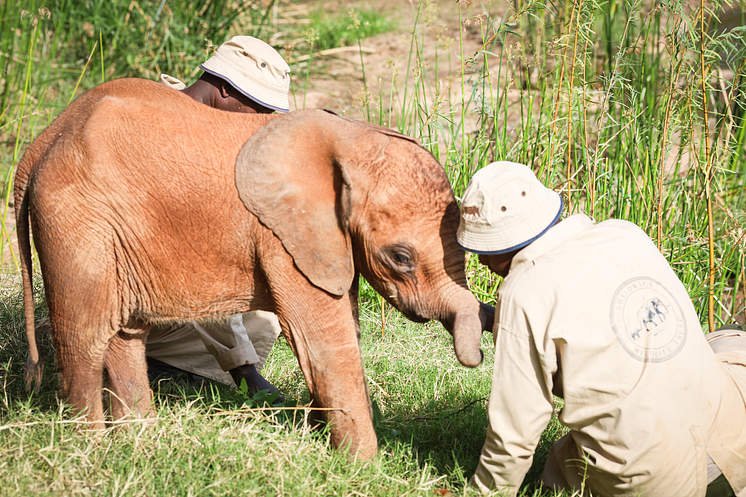 Φωτογραφία: Sheldrick Wildlife Trust 