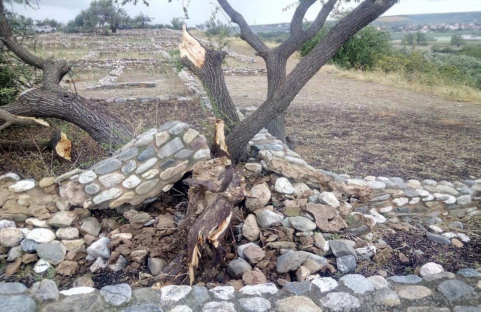 ξεριζωμένο δέντρο από την κακοκαιρία στη Χαλκιδική
