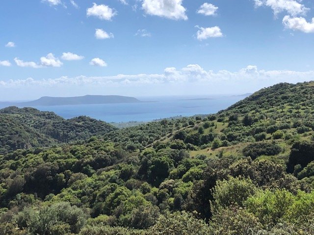 Ελαιώνας