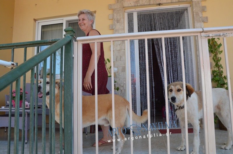 Tα γειτονικά σκυλιά που οδήγησαν τη γάτα στο δέντρο. Φωτογραφία: argonafplia.gr