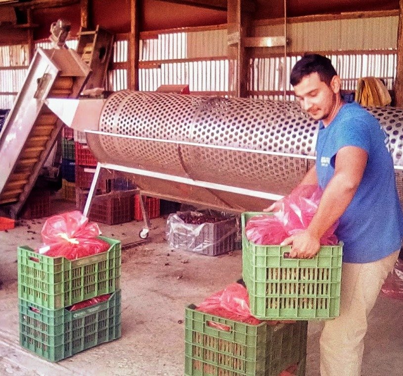 καφασια με κάστανα