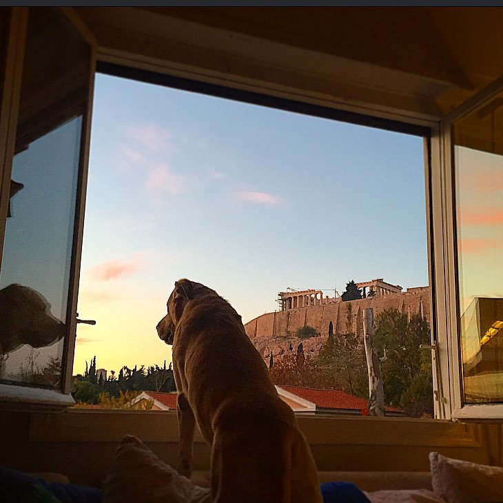 Τη θέα απολαμβάνει και ο σκύλος τους, ο Γιάννης, ο οποίος πρωταγωνιστεί στα περισσότερα posts