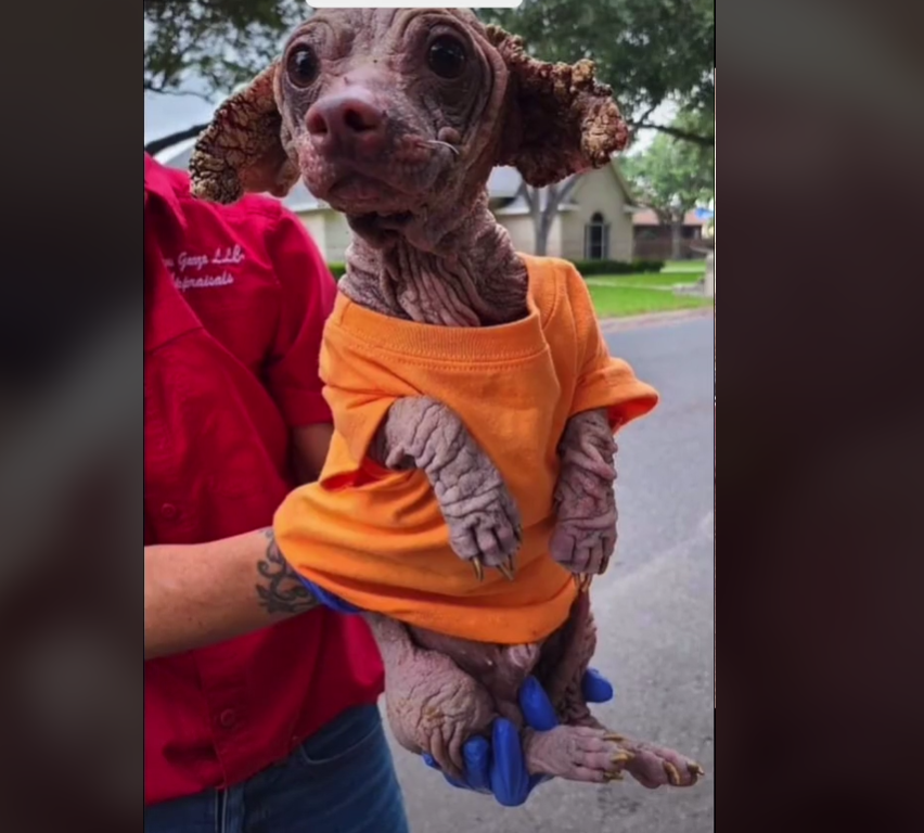 σκύλος με ψώρα