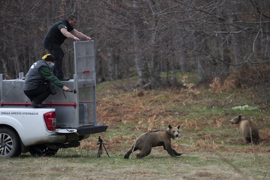 αρκουδακια